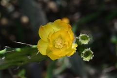 Opuntia retrorsa