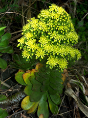 Aeonium arboreum arboreum