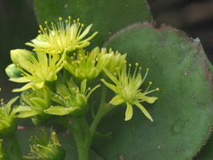 Aeonium arboreum arboreum