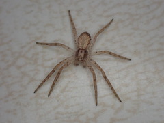 Philodromus dispar