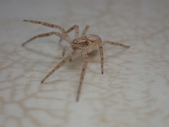 Philodromus dispar