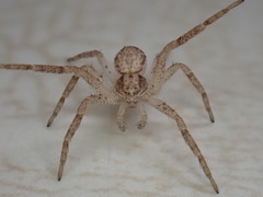 Philodromus dispar