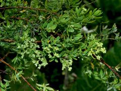 Paronychia canariensis