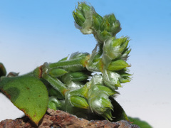 Paronychia canariensis