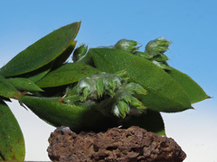 Paronychia canariensis