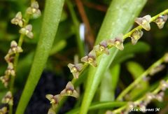 Stelis rubens