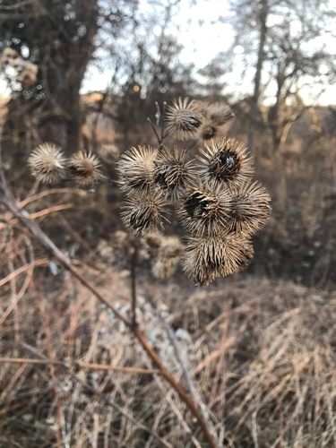 Greater burdock