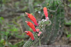 Cleistocactus baumannii