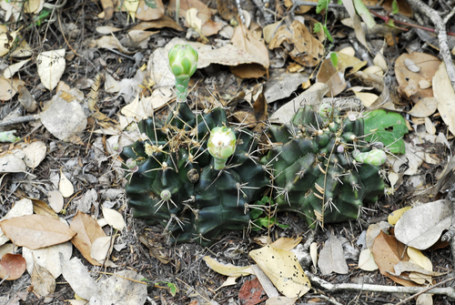 Gymnocalycium anisitsii