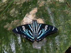 Elbella miodesmiata