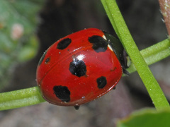 Coccinella algerica