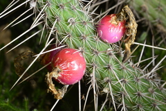 Cleistocactus baumannii horstii