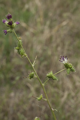Arctium umbrosum