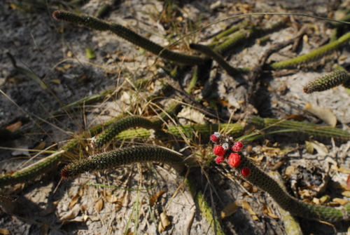 Cleistocactus baumannii ssp. horstii