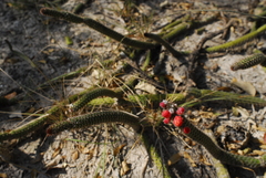 Cleistocactus baumannii horstii