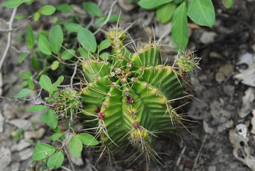 Gymnocalycium anisitsii