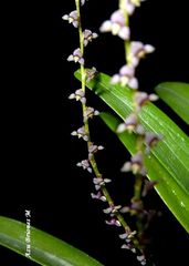 Stelis rubens