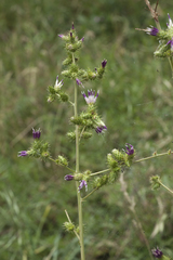 Arctium umbrosum