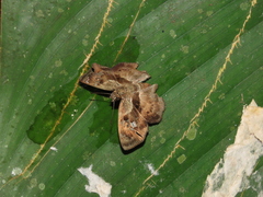 Quadrus lugubris