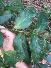 Cryptocarya bidwillii