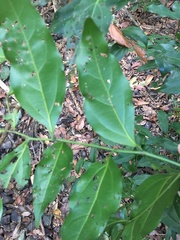 Cryptocarya bidwillii