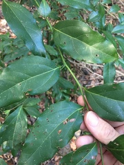 Cryptocarya bidwillii