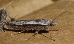 Ypsolopha barberella