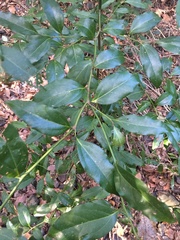 Cryptocarya bidwillii