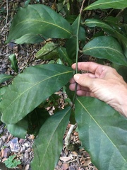 Cryptocarya hypospodia