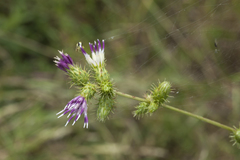 Arctium umbrosum