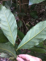 Cryptocarya hypospodia