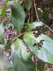 Cryptocarya hypospodia