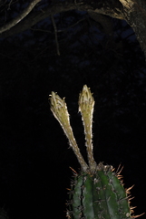 Echinopsis rhodotricha