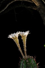 Echinopsis rhodotricha
