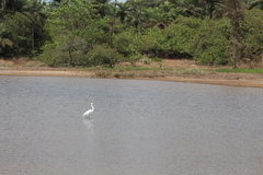 Ardea alba melanorhynchos
