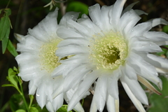 Echinopsis rhodotricha