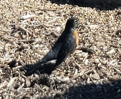 Turdus migratorius