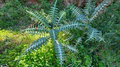 Galactites tomentosus