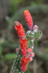Cleistocactus baumannii