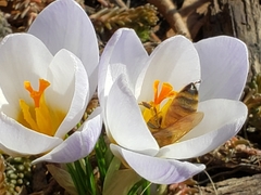 Apis mellifera