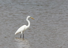 Ardea alba melanorhynchos