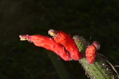 Cleistocactus baumannii
