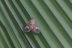 Salbia lotanalis