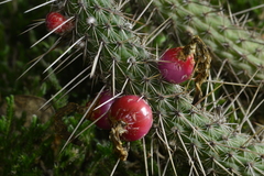Cleistocactus baumannii horstii