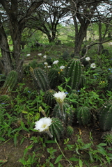 Echinopsis rhodotricha