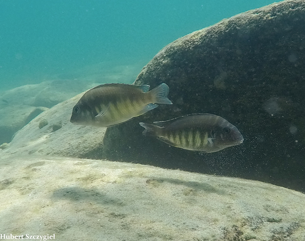 Straightjaw petrochromis (Petrochromis orthognathus) — Cichlidae