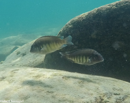Petrochromis orthognathus