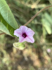 Ipomoea sinensis blepharosepala