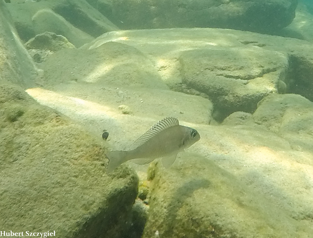 Xénotilapia à nageoires tachetées (cichlidé des sables) (Xenotilapia spiloptera)