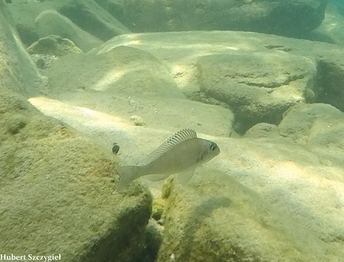 Xenotilapia